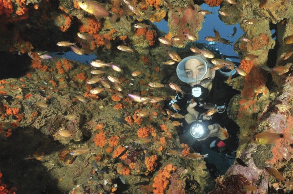 Underwater photo Diver looking through rust-eaten wall of shipwreck illuminated Jewelled Bannerfish