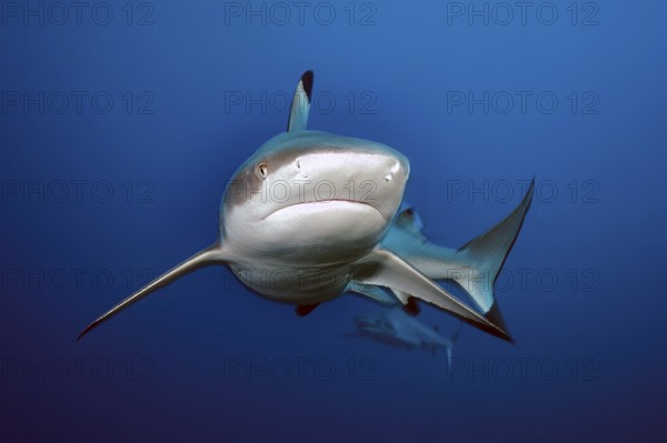 Underwater photo of large blacktip reef shark (Carcharhinus melanopterus) Blacktip reef shark