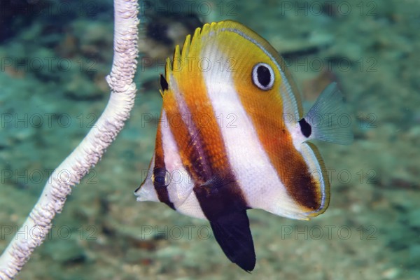 Underwater photo of Juvenile form juvenile highfin coradion (Coradion altivelis) from family