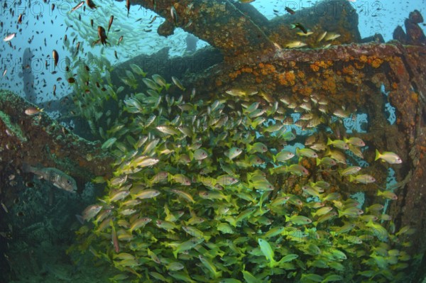 Underwater photo of school of common snapper (Lutjanis lutjanus) on Boonsung wreck of sunken former