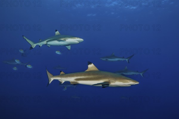 Underwater photo large specimen of blacktip reef shark (Carcharhinus melanopterus) blacktip reef