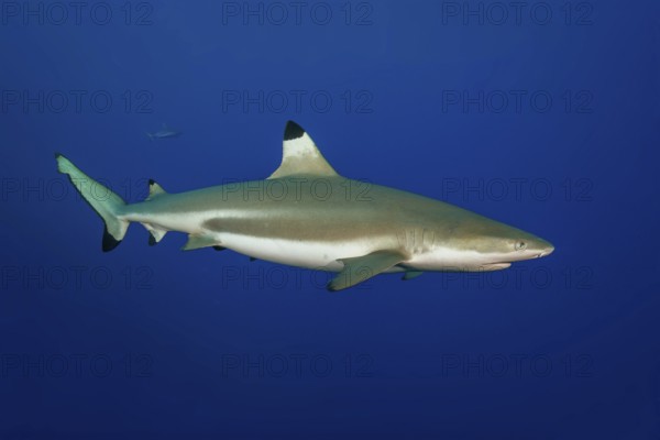 Underwater photo of large blacktip reef shark (Carcharhinus melanopterus) Blacktip reef shark