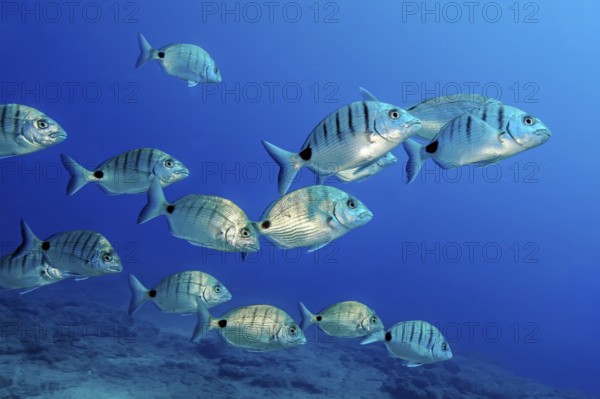 Underwater photo of small school of fish Lined striped seabream (Diplodus sargus), East Atlantic,