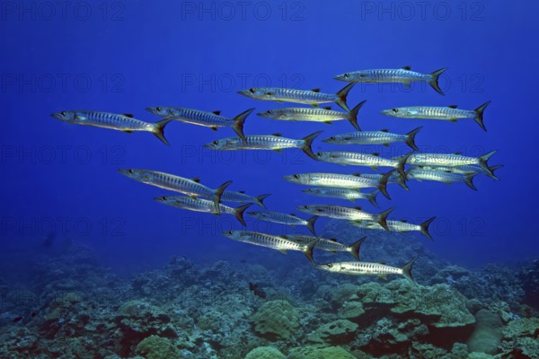 Underwater photo of group school of Blackfin Barracudas (Sphyraena qenie) Darkfin Barracudas