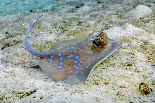 Underwater photo close-up of Kuhl's stingray (Neotrygon kuhlii) Grey stingray Blue-spotted