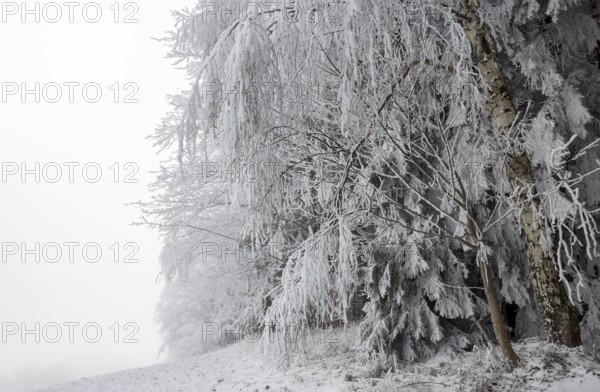 Winter landscape, forest covered with hoarfrost, Mondseeland, Salzkammergut, Upper Austria, Austria
