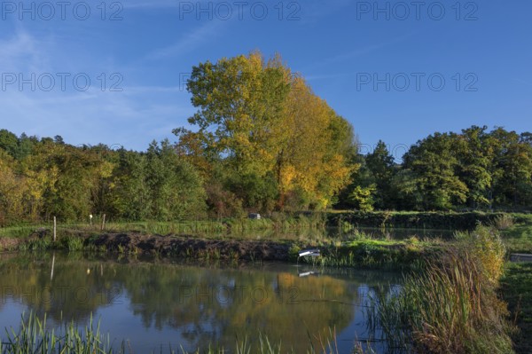 Autumnal poplars (Populus) in front of carp ponds, Beerbach, Middle Franconia, Bavaria, Germany