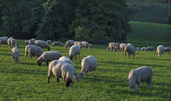Flock of sheep (Ovis gmelini aries) grazing in a meadow, Beerbach, Middle Franconia, Bavaria,