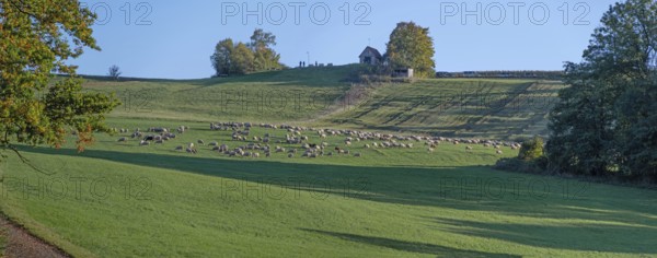 Flock of sheep (Ovis gmelini aries) grazing in a meadow, Tauchersreuth, Middle Franconia, Bavaria,