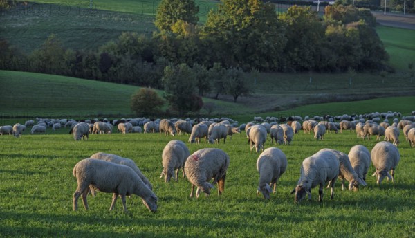 Flock of sheep (Ovis gmelini aries) grazing in a meadow in the evening light, Beerbach, Middle