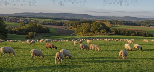 Flock of sheep (Ovis gmelini aries) grazing in a meadow in the evening light, Franconian