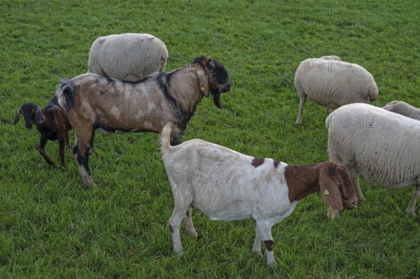 Goats in a flock of sheep in a meadow, Beerbach, Middle Franconia, Bavaria, Germany