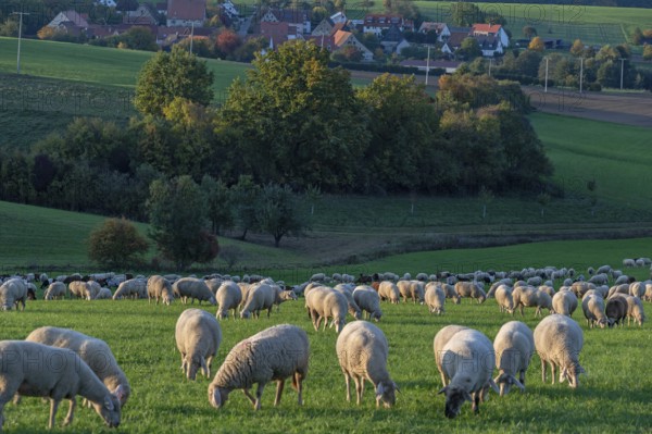 Flock of sheep (Ovis gmelini aries) grazing in a meadow in the evening light, behind Beerbach,