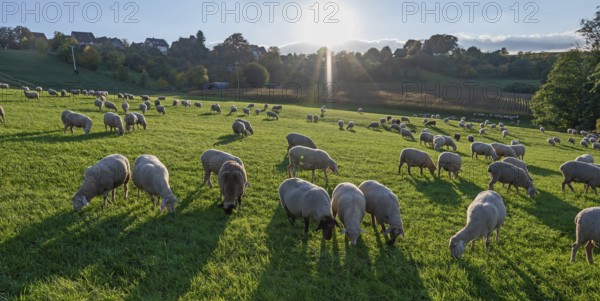 Flock of sheep (Ovis gmelini aries) grazing in a meadow, backlit, Tauchersreuth, Middle Franconia,