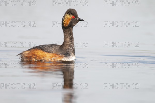 Black-necked Grebe (Podiceps nigricollis) in its plumage, Goldenstedter Moor, Goldenstedt, Lower