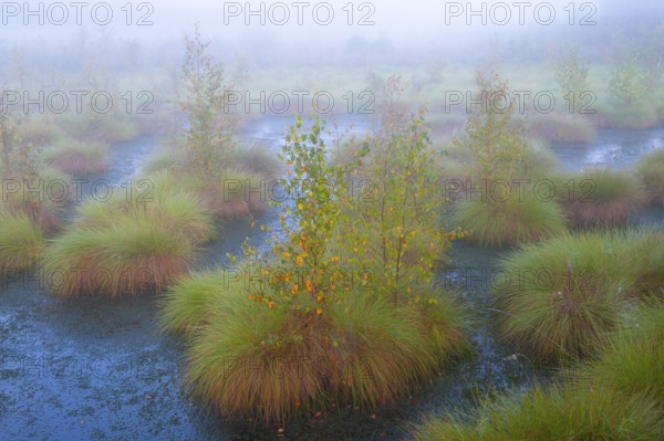Fog in the moor with bulten, mystique, creepy, Goldenstedter Moor, Goldenstedt, Lower Saxony,