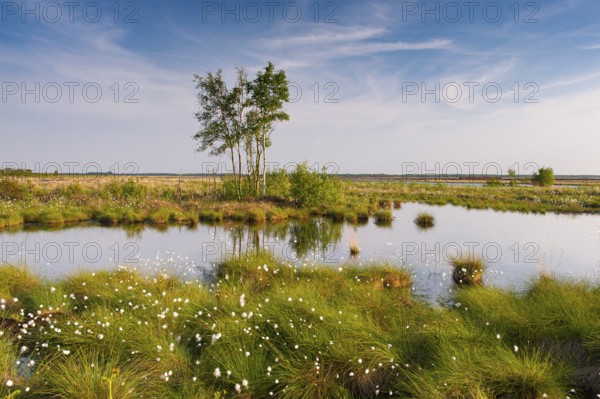 Birch trees in the expanse of the Goldenstedt moor with cotton grass in spring, Goldenstedt, Lower