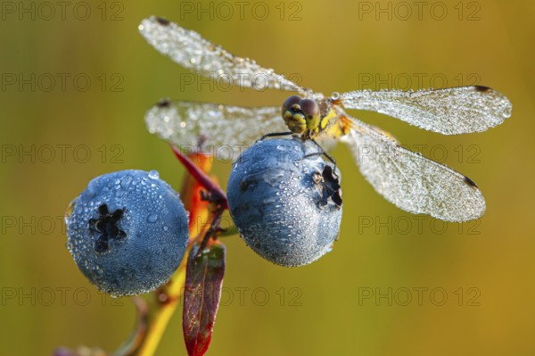 Black Darter (Sympetrum danae) on a blueberry, Goldenstedter Moor, Goldenstedt, Lower Saxony,