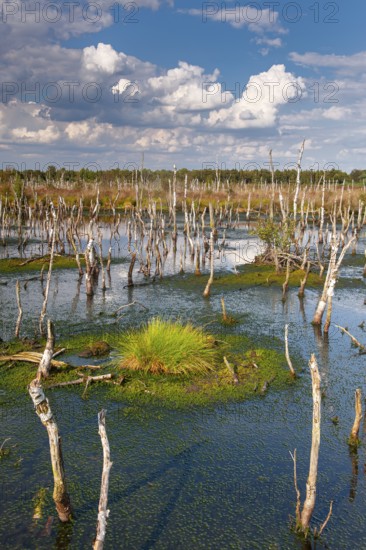 Torfmoos in the rewetted Rehdener Geestmoor, Rehdener Geestmoor, Diepholzer Moor lowlands, Rehden,