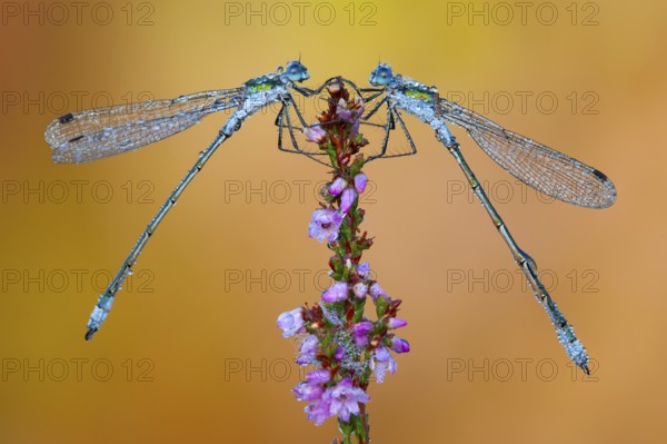 Emerald Damselfly (Lestes sponsa) on flowering heather in the Goldenstedt moor, Goldenstedt, Lower