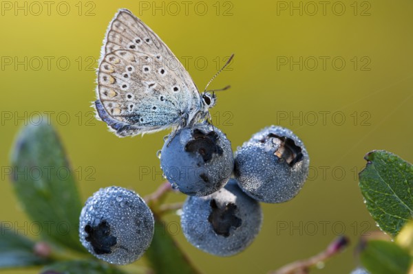 Blue hay blue (Polyommatus icarus) on a blueberry, Goldenstedter Moor, Lower Saxony, Germany