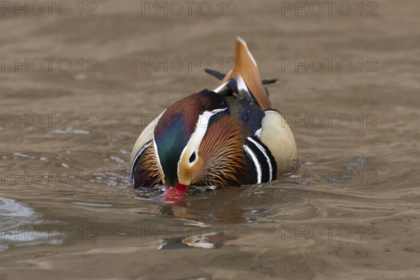 Mandarin duck (Aix galericulata) adult male bird on the water surface of a lake, England, United