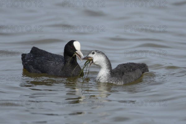 Coot (Fulica atra) adult bird feeding a juvenile baby on the water surface of a lake, England,