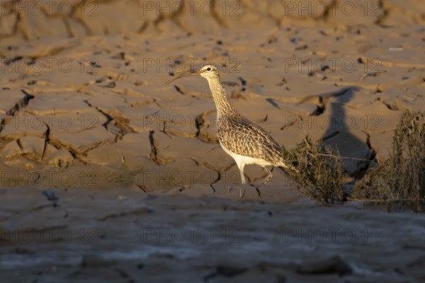 Eurasian whimbrel (Numenius phaeopus) adult wading bird on a coastal mudflat, England, United