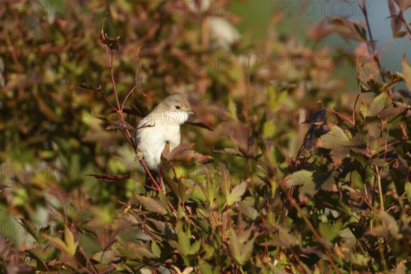 Lesser whitethroat (Curruca curruca) adult bird on a tree with autumn colour leaves, England,