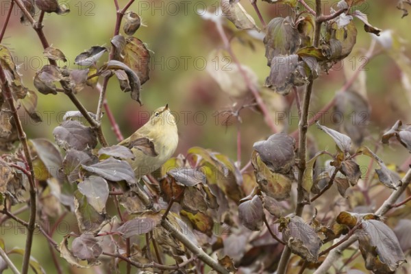 Chiffcaff (Phylloscopus collybita) adult bird on a dogwood tree with autumn colour leaves, England,