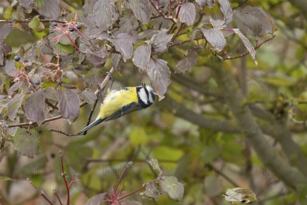 Blue tit (Cyanistes caeruleus) adult garden bird on a dogwood tree with autumn colour leaves,