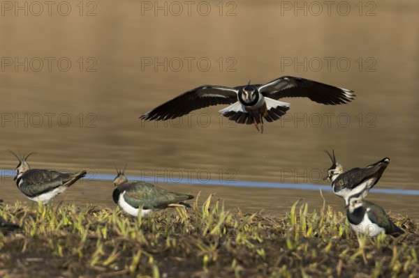 Northern lapwing (Vanellus vanellus) adult wader bird in flight to land on an island by a lake,