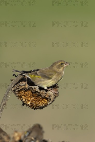 Eurasian greenfinch (Chloris chloris) adult female garden bird on a sunflower plant seedhead in