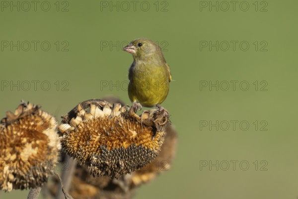 Eurasian greenfinch (Chloris chloris) adult male garden bird on a sunflower plant seedhead in