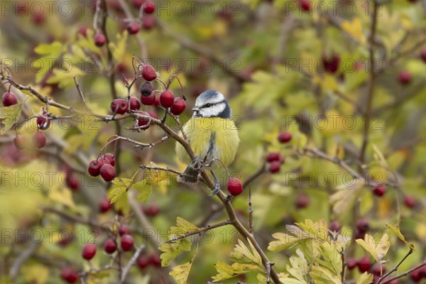 Blue tit (Cyanistes caeruleus) adult garden bird on a Hawthorn tree with autumn colour leaves and