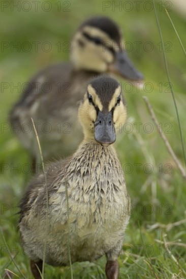 Mallard duck (Anas platyrhynchos) juvenile baby duckling on grassland, England, United Kingdom