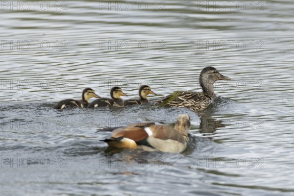 Mallard duck (Anas platyrhynchos) adult female bird and three juvenile baby ducklings on the water