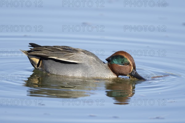 Common teal duck (Anas crecca) adult male bird feeding on the water surface of a lake, England,