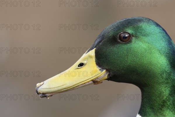 Mallard duck (Anas platyrhynchos) adult male bird head portrait, England, United Kingdom