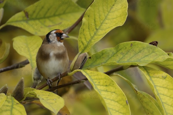 European goldfinch (Carduelis carduelis) adult garden bird on a magnolia tree with autumn colour