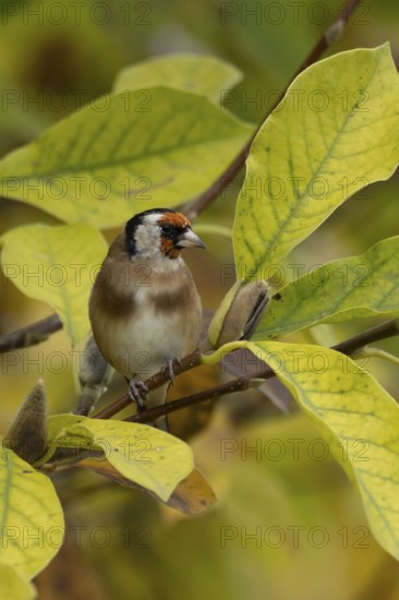 European goldfinch (Carduelis carduelis) adult garden bird on a magnolia tree with autumn colour