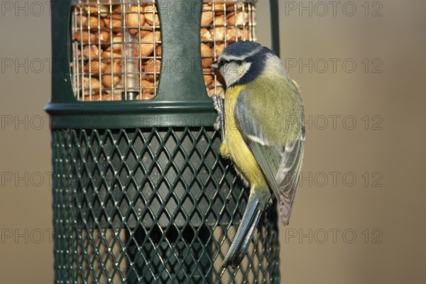 Blue tit (Cyanistes caeruleus) adult garden bird feeding on peanuts from a bird feeder England,