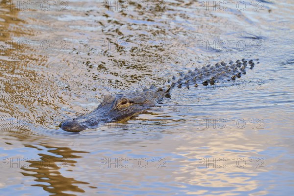 An alligator swimming just below the water surface and approaching, American Alligator (Alligator