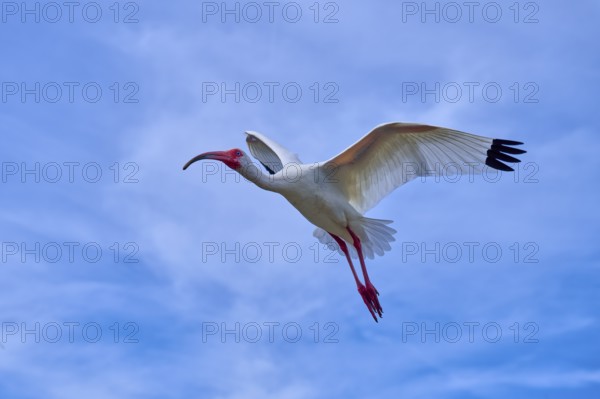 A bird flies majestically in the clear blue sky with outstretched wings, Snowy Ibis (Eudocimus
