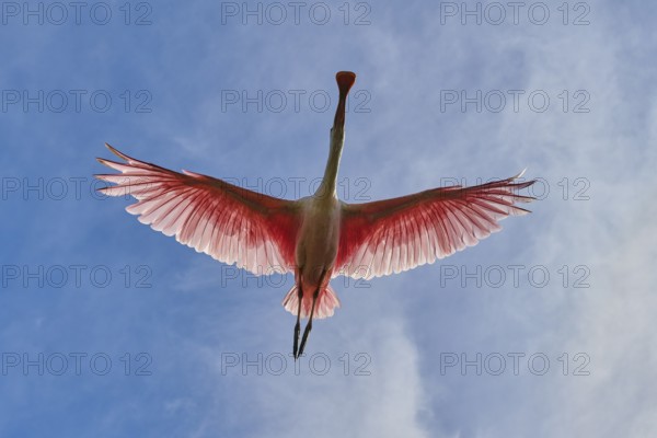 Roseate spoonbill from below in flight against deep blue sky, wings wide open, Roseate spoonbill