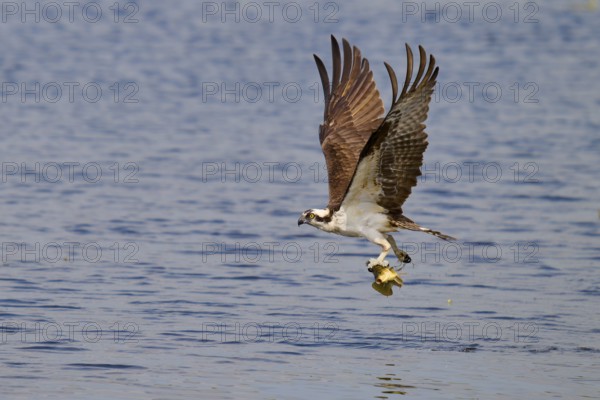 An osprey flies over the water with a fish in its talons, its wings outstretched, Osprey (Pandion