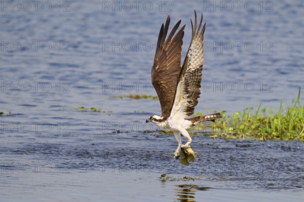 A flying osprey with a prey fish in its talons above the water surface, Osprey (Pandion haliaetus),