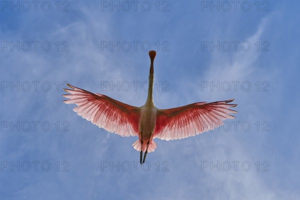 Dynamic image of a flying roseate spoonbill in the sky, live pink and white wings, roseate