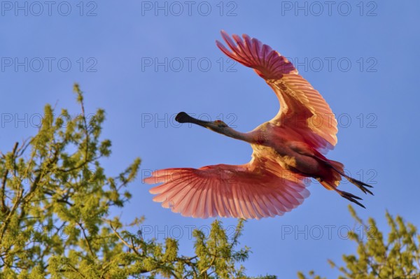 Flying roseate spoonbill with spread wings, bright colours in the evening sky, roseate spoonbill