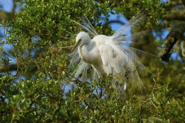 A white heron with splendid plumage in a tree, Great Egret (Egretta alba), spring, St. Augustine,